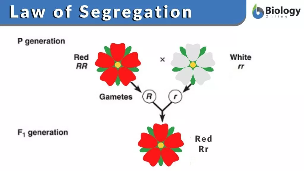 Law of Segregation