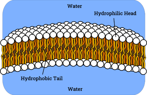 Phospholipid