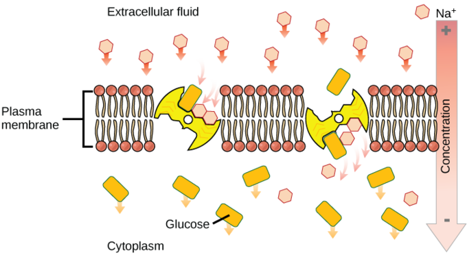 Secondary Active Transport