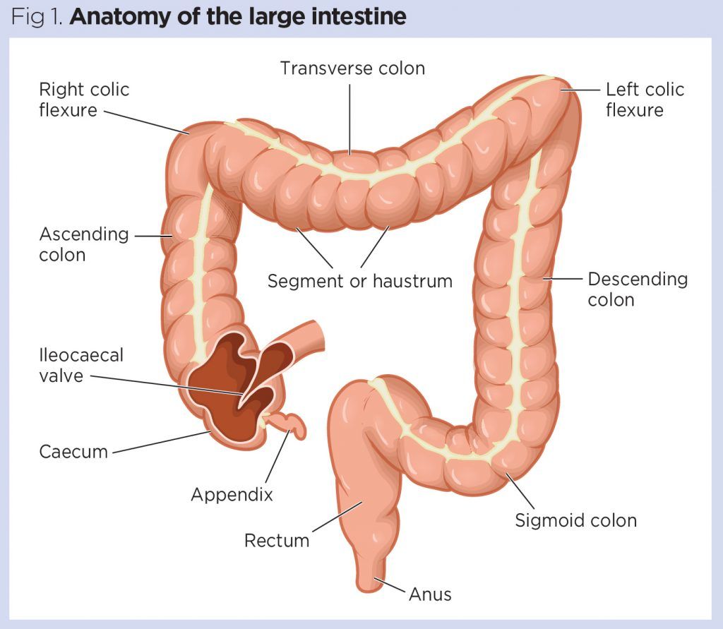 Large Intestine