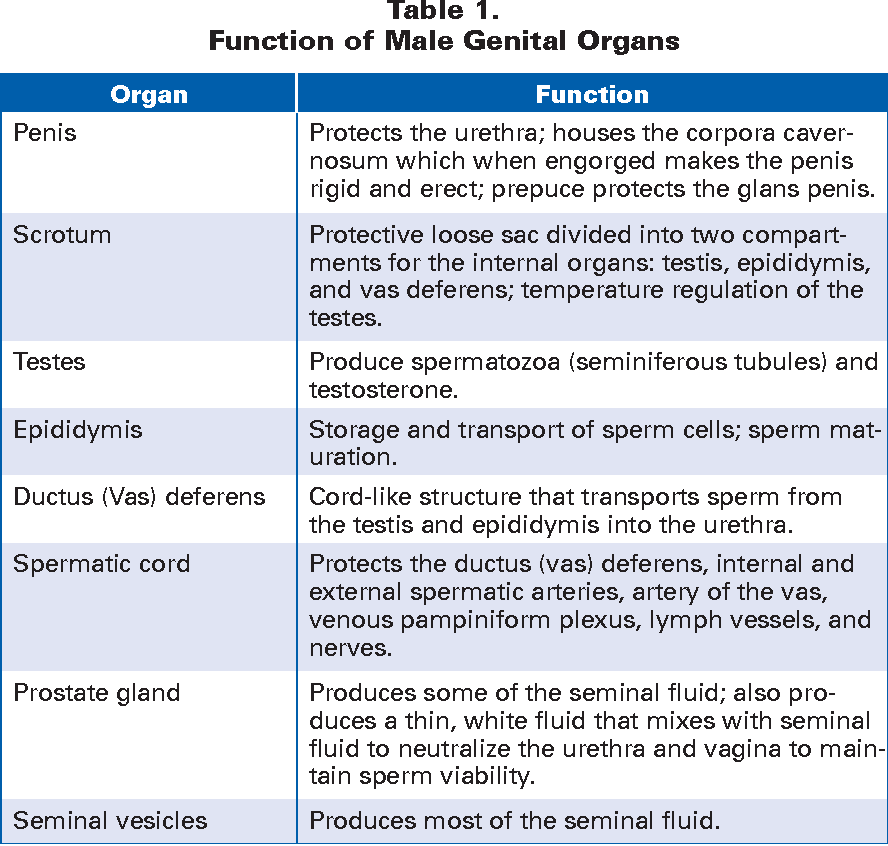 Male genital organ functions