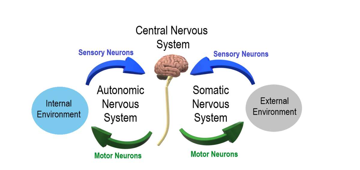 Central Nervous System