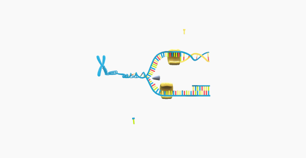 DNA Replication