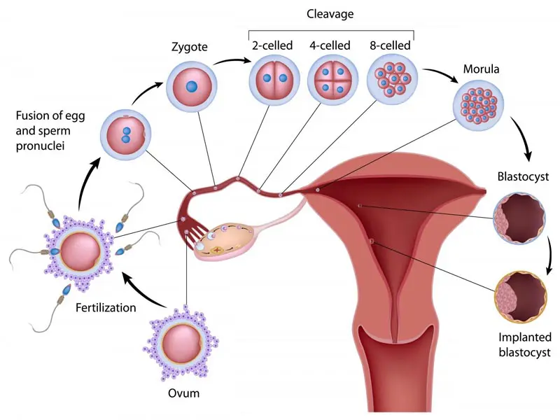 ovulation