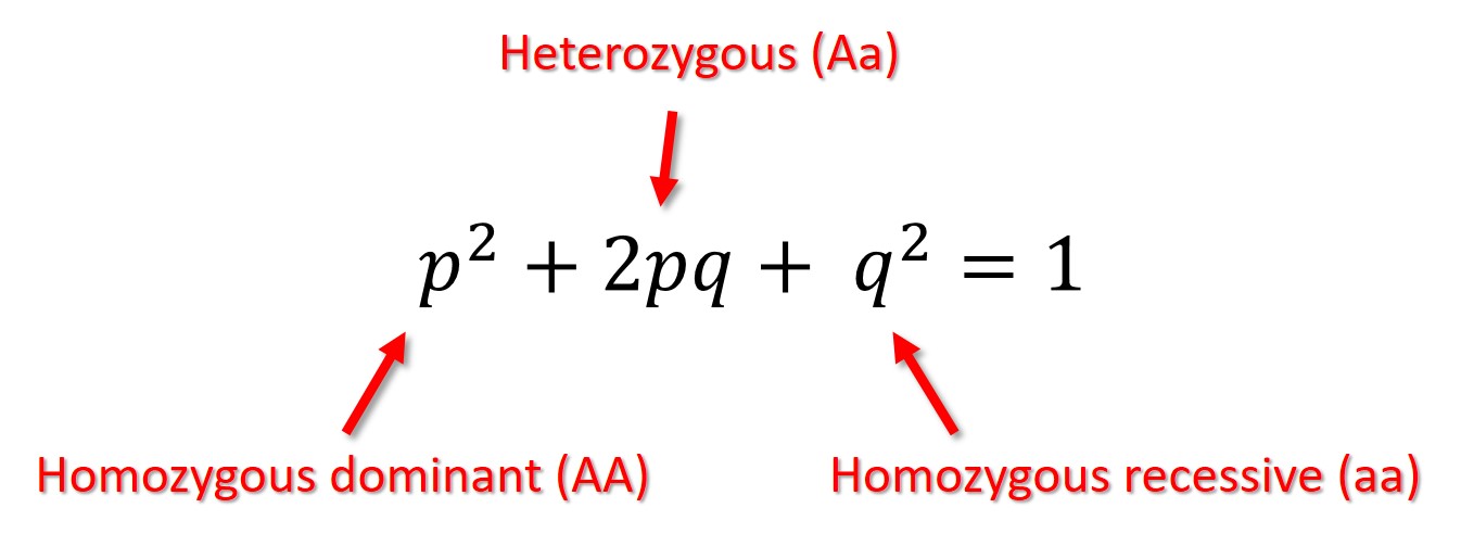 Закон харди вайнберга задачи егэ 2024 биология. Уравнение Харди-Вайнберга. Формула Вайнберга. Закон Харди-Вайнберга формула. Формула Харди.