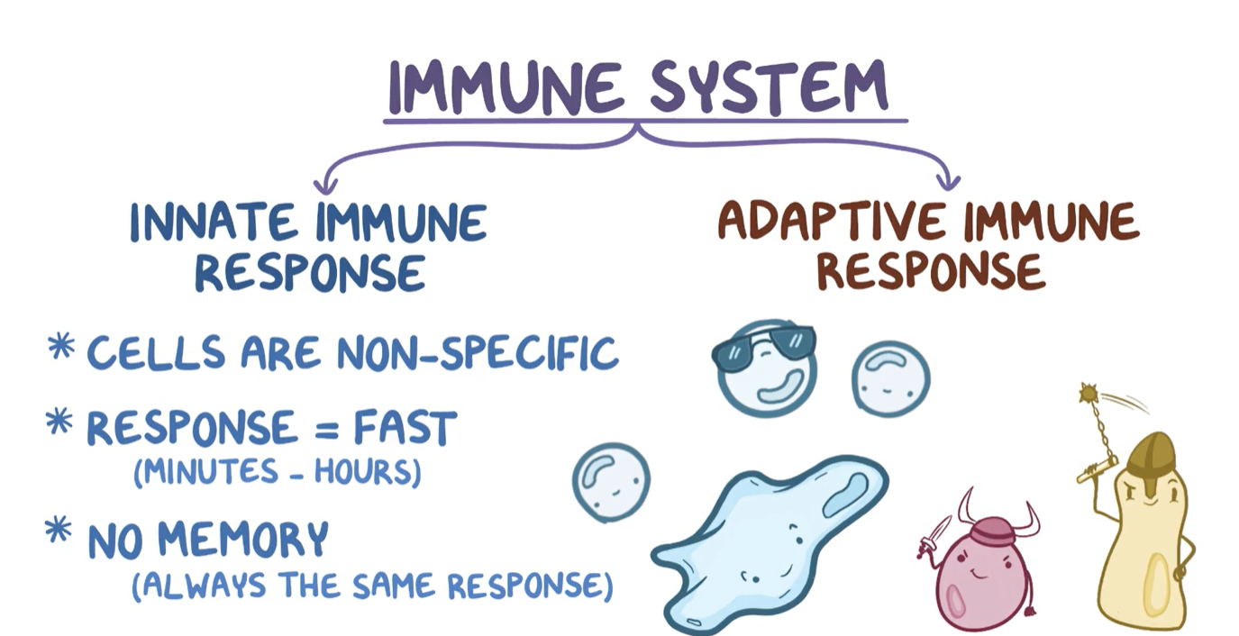 Immune System