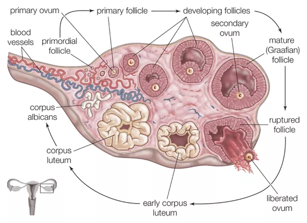 Ovulation