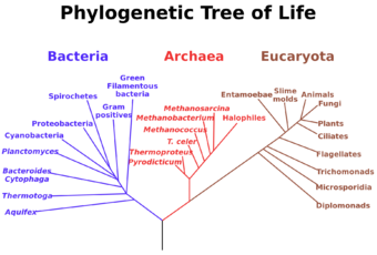 Phylogenetic tree