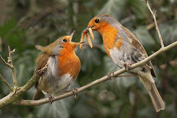 Courtship in Birds