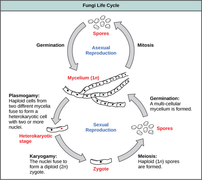 sexual reproduction