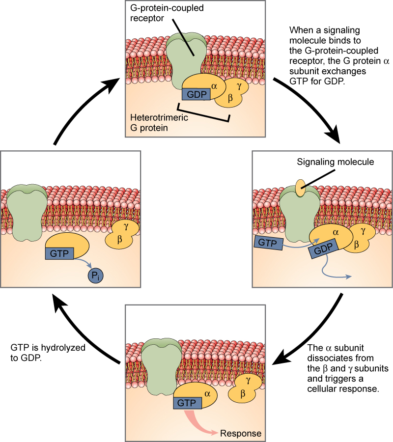 G-protein-linked receptors
