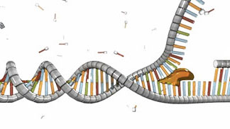 Helicase (yellow) unwinds the double helix