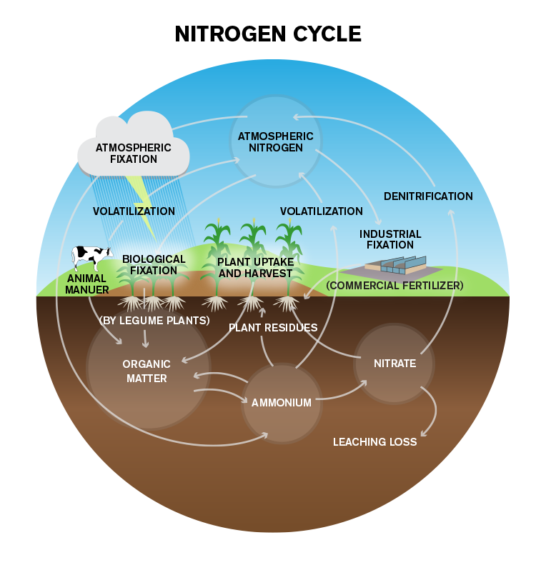 Nitrogen cycle