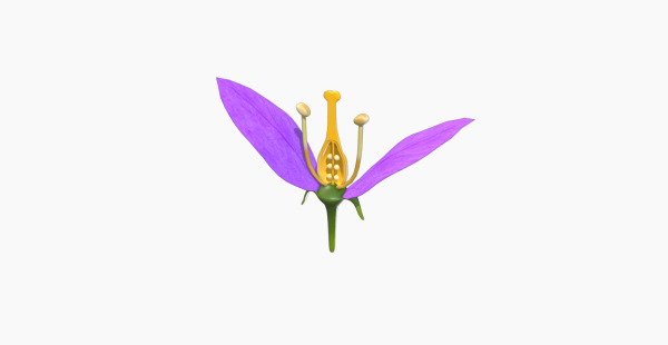 Hypogynous Flower