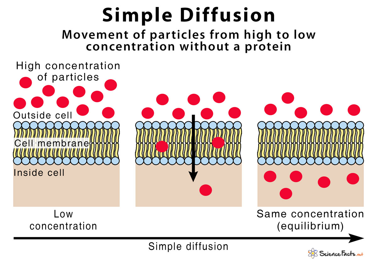 Explain How Facilitated Diffusion Differs From Simple Diffusion