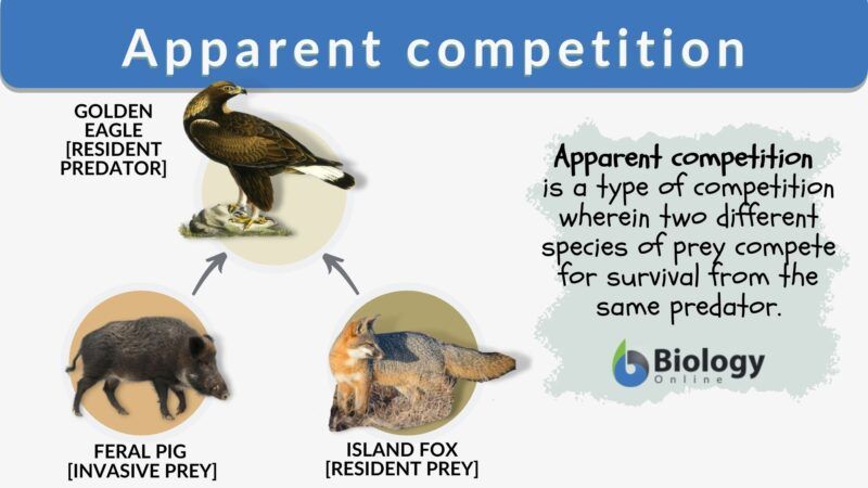 apparent-competition-