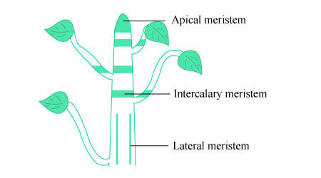 meristematic tissue in plants diagram