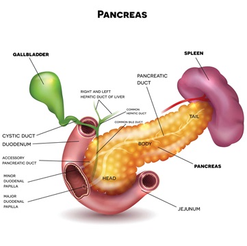 Pancreas