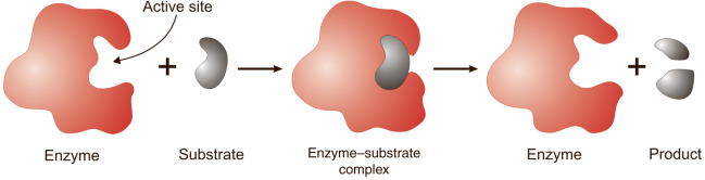 Enzyme Substrate Complex