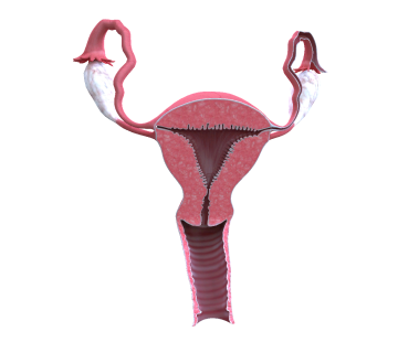 Female Reproductive System