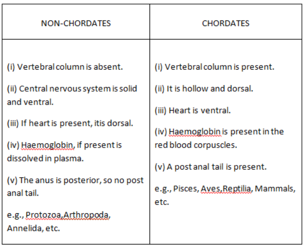 Differences between the chordates and non-chordates
