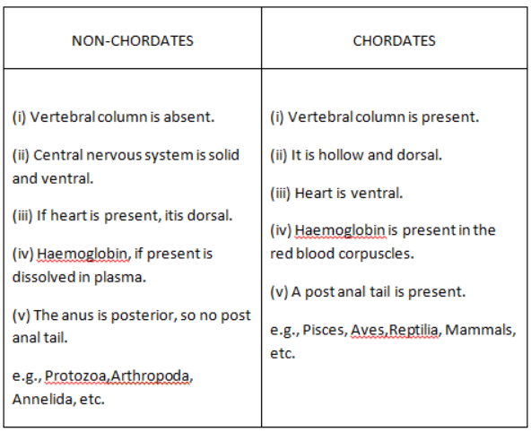 Chordata Animals List