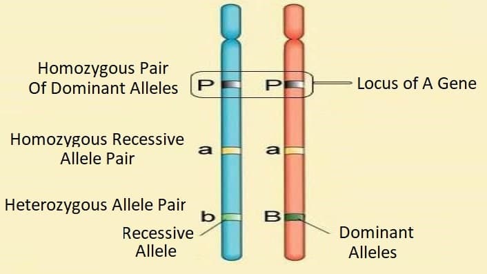 Gene and allele