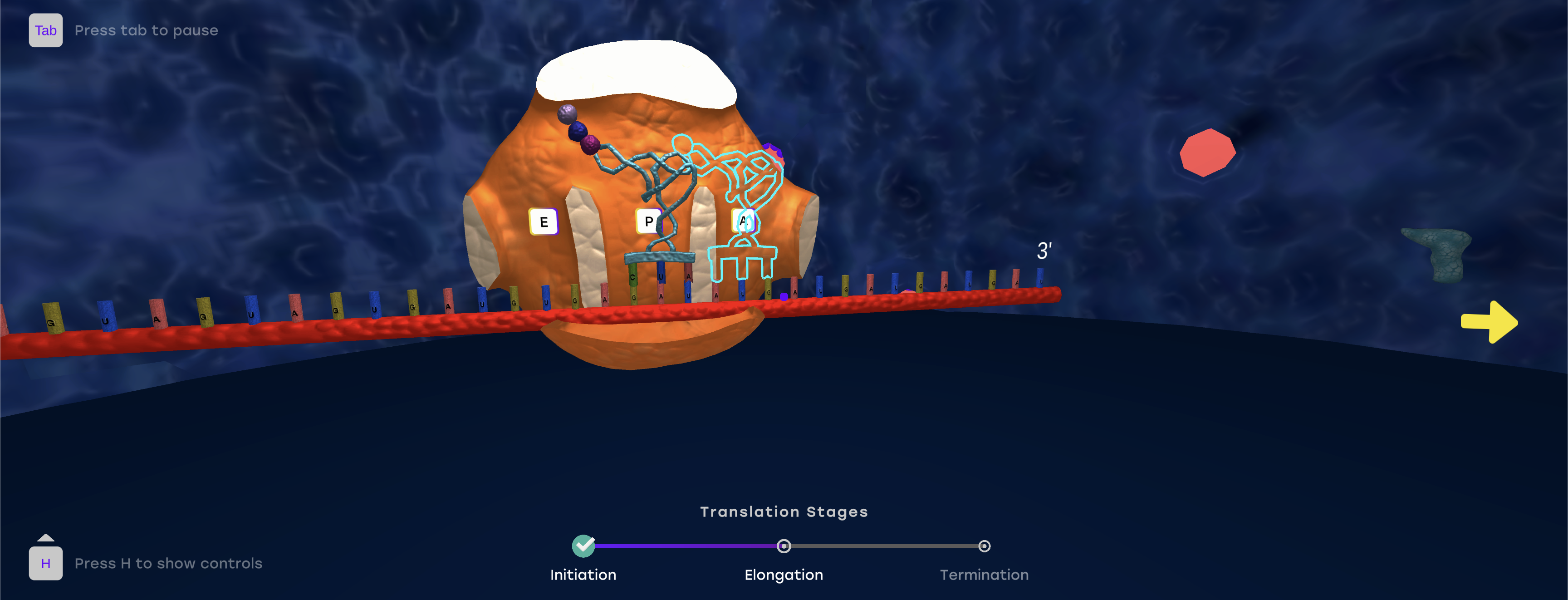 RNA Translation Simulation