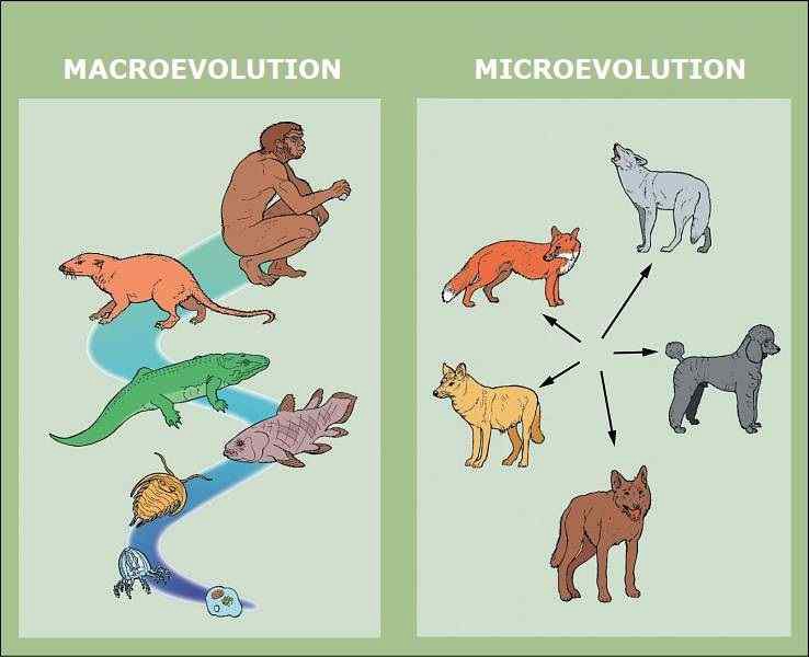 Microevolution vs. macroevolution