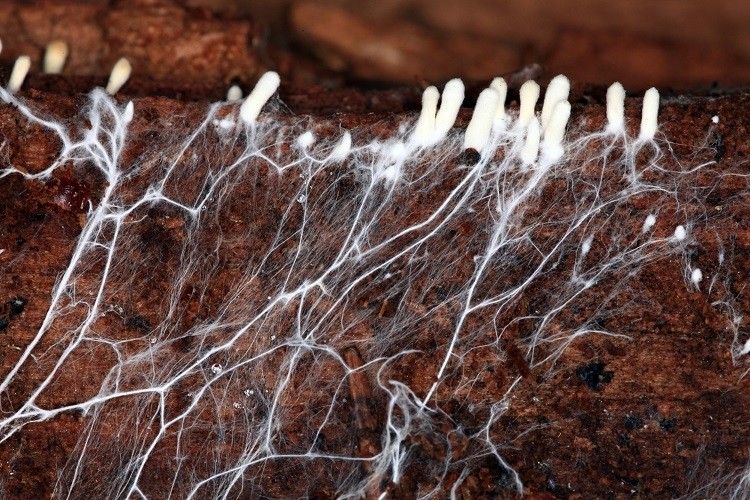 Fungal mycelium