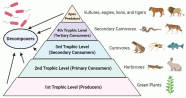 Trophic Levels Study Guide Inspirit