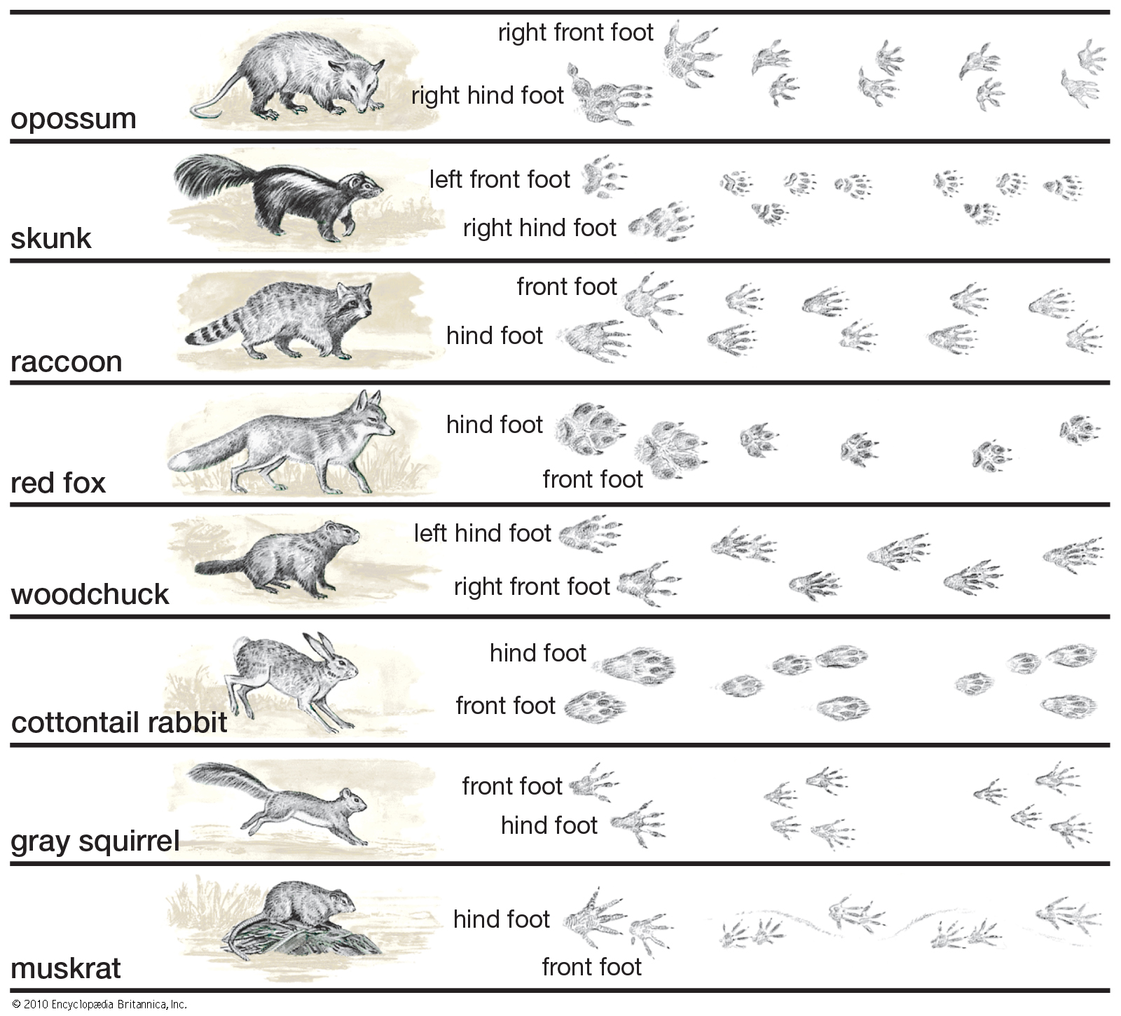 Tracks-North-American-mammals