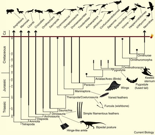 Bird evolution chart