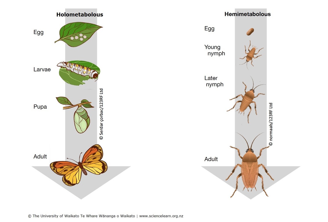 Metamorphosis