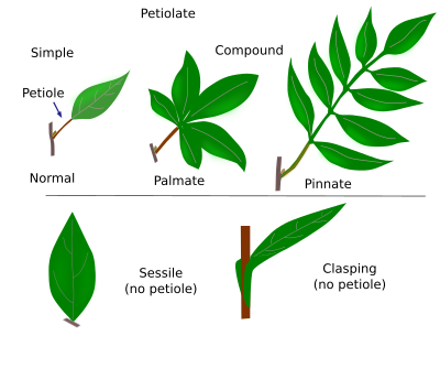 Simple and Compound Leaves