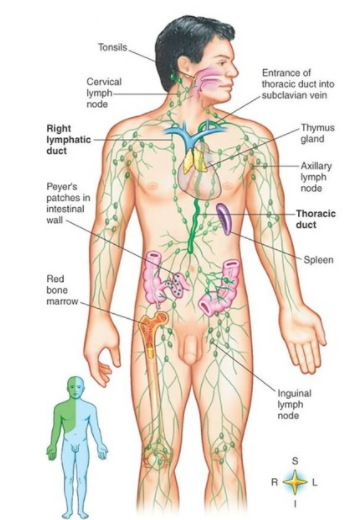 Lymphatic System