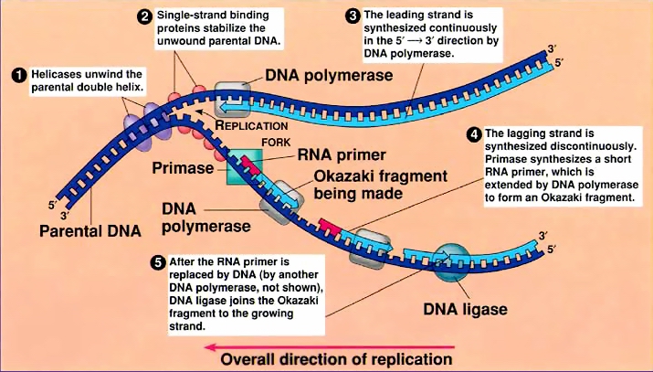 replication DNA