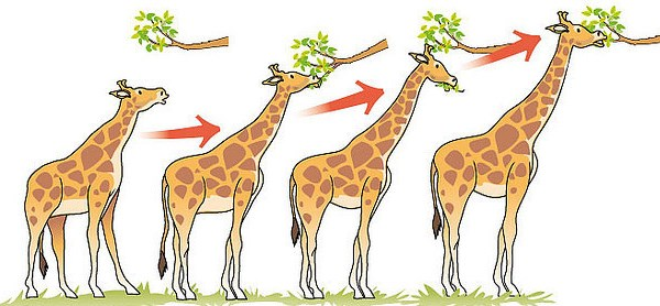 giraffe evolution