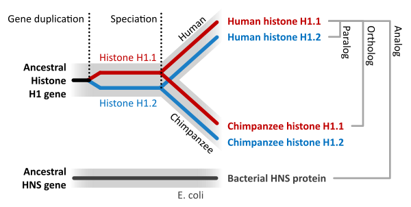 Homologous genes sequence