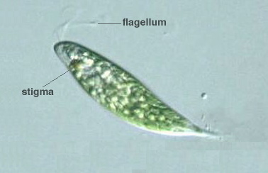 Euglena hemichromata 