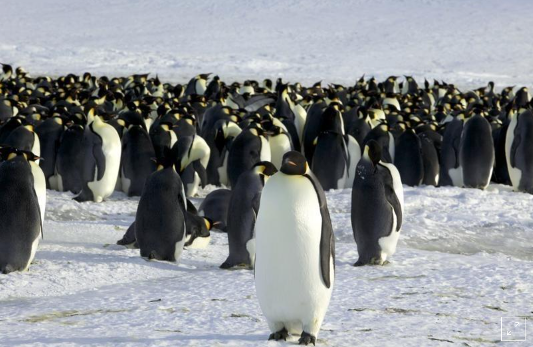 A population of penguins