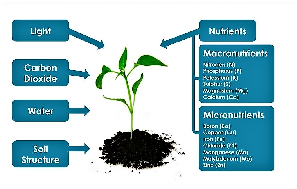 Macronutrients