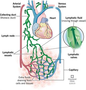 Lymphatic system