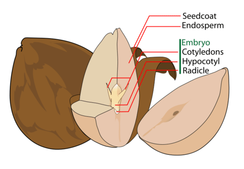 Typical seed of the avocado