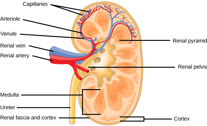 Kidney