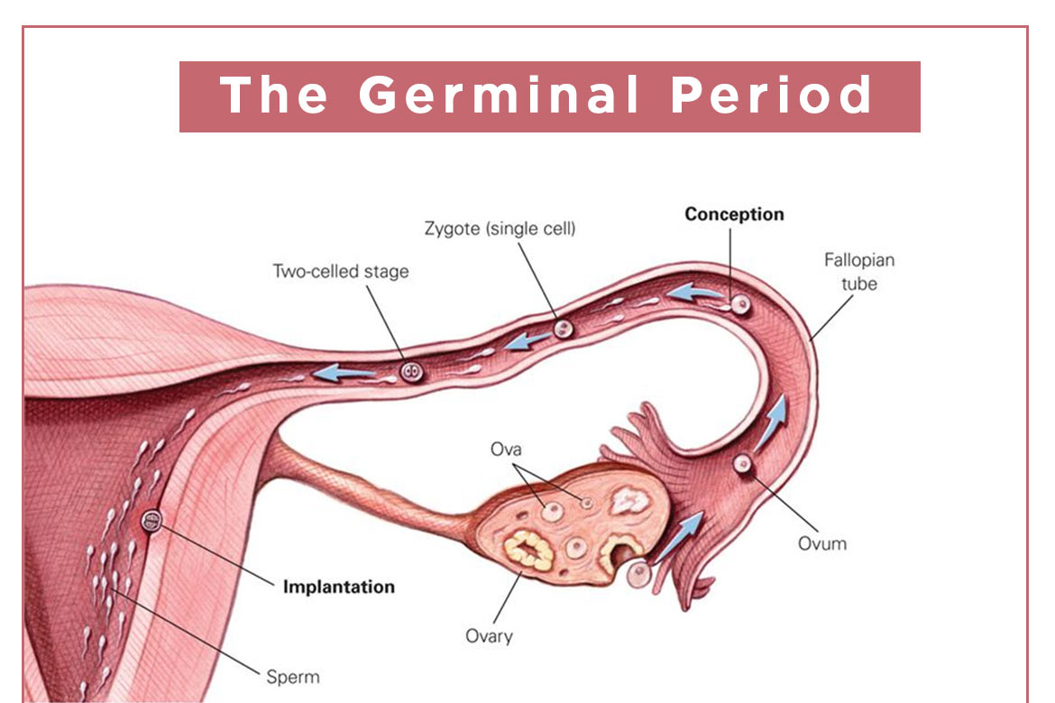 Prenatal Development  Introduction to Psychology