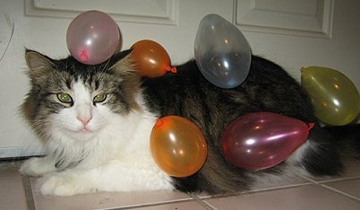 Static Electricity trick with cat