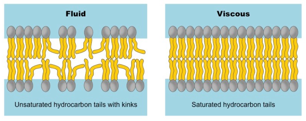 Membrane fluidity