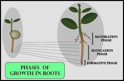 phases of plant growth