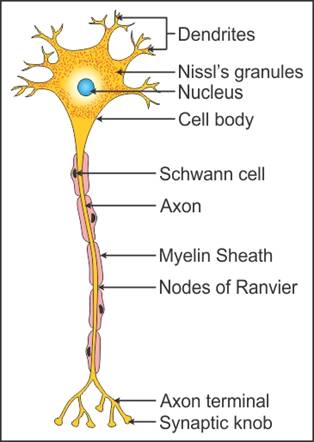 Structure of a neuron